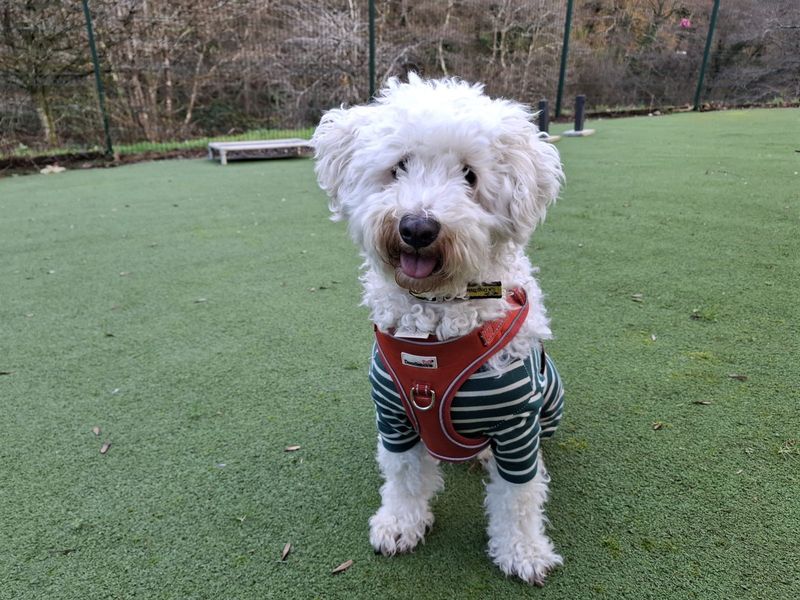Buttons | Bichon Frise Cross | Ilfracombe - 1