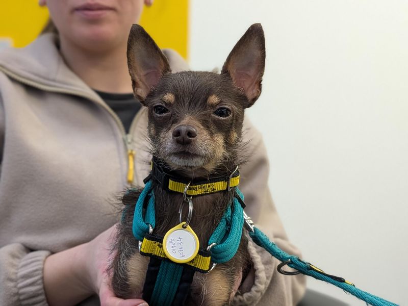 Chihuahua for adoption in Newton Tony, Wiltshire – 3 years old