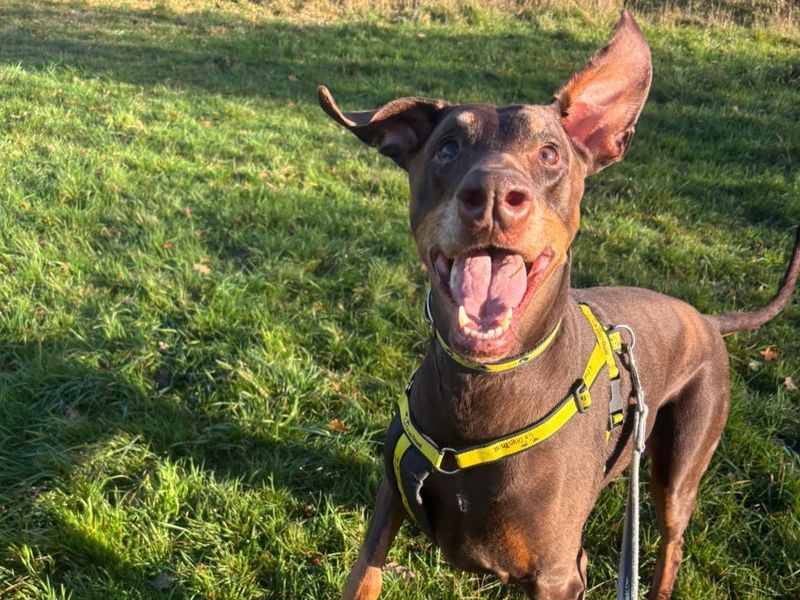 Doberman for adoption in Telford, Shropshire – 9 years old - Image 2 of 3