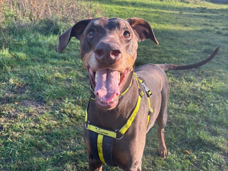 Doberman for adoption in Telford, Shropshire – 9 years old - Image 3 of 3