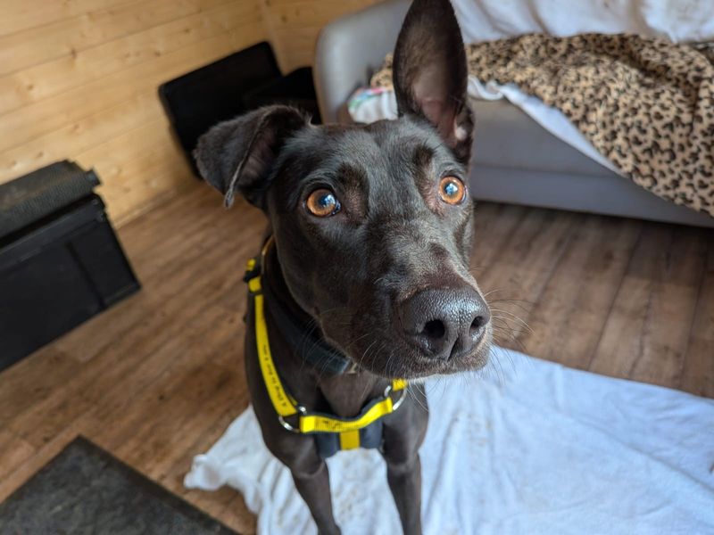 Luna Longlegs, a 2 years old female Unknown available for adoption from Dogs Trust in West Calder (Edinburgh)