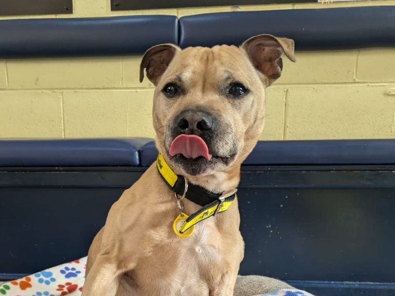 Staffordshire Bull Terrier for adoption in West Calder, West Lothian – 8 years old - Image 2 of 2