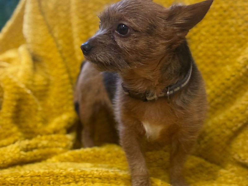 Jack Russell Terrier for adoption in Mid Glamorgan, Wales – 6 years old - Image 3 of 3