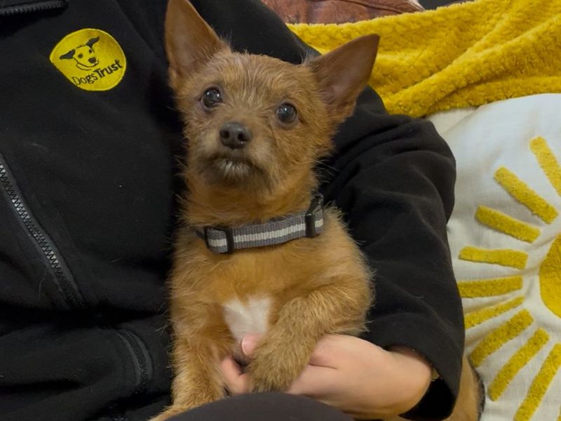 Yorkshire Terrier for adoption in Mid Glamorgan, Wales – 6 years old