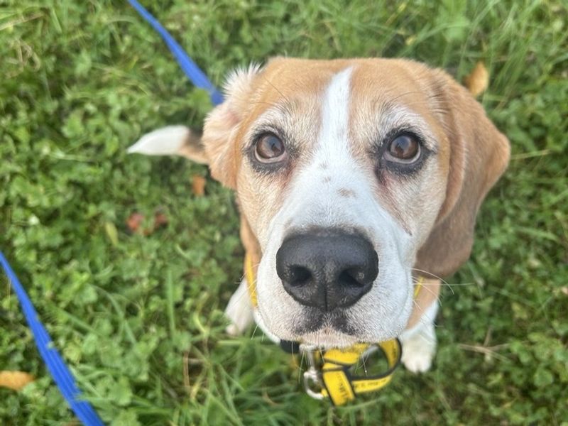 Beagle for adoption in Ballymena, Co Antrim – 4 years old