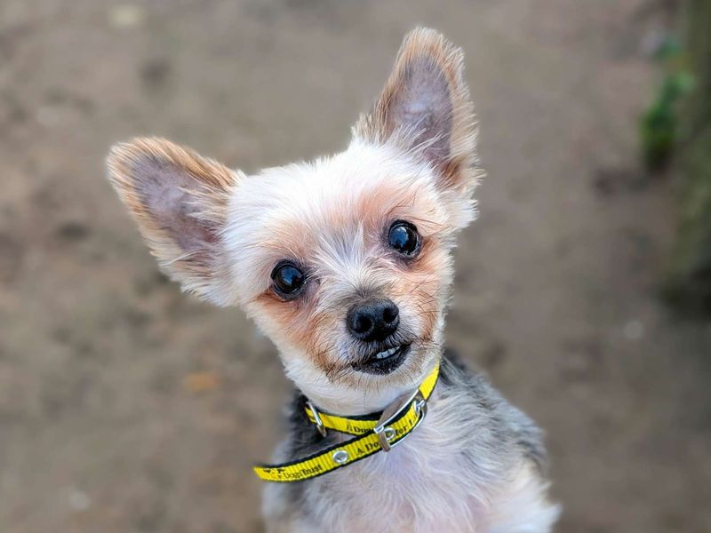 Yorkshire Terrier Dogs And Puppies For Adoption