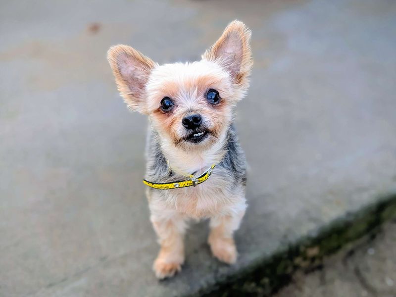 Yorkshire Terrier for adoption in Cardiff / Caerdydd, South Glamorgan – 11 years old - Image 2 of 4