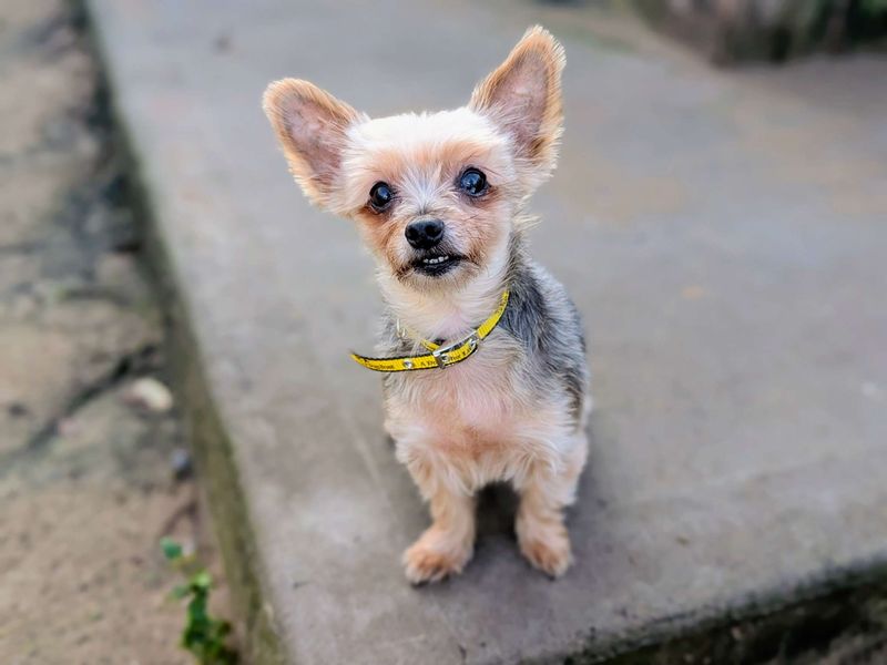 Yorkshire Terrier for adoption in Cardiff / Caerdydd, South Glamorgan – 11 years old - Image 3 of 4