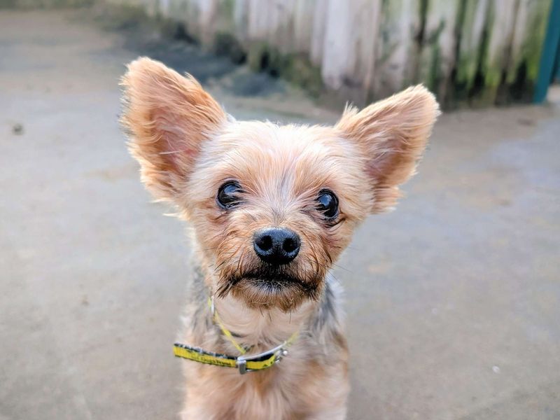 Sunshine - Image 2 of 5