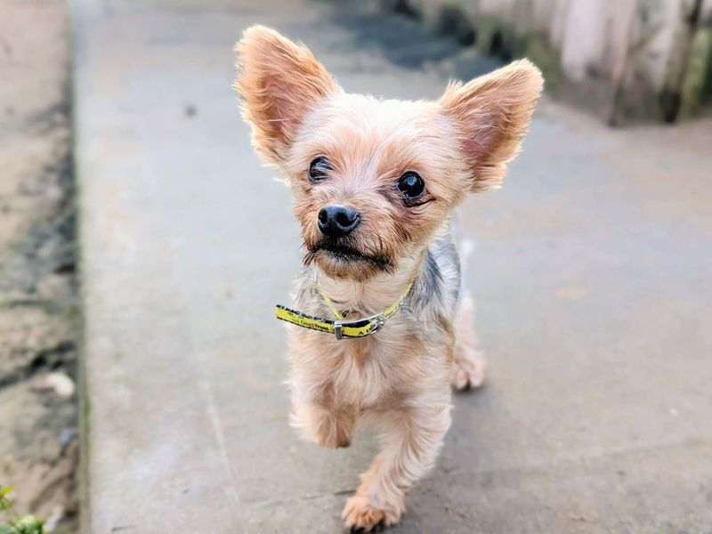 Sunshine | Terrier (Yorkshire) | Cardiff - 1