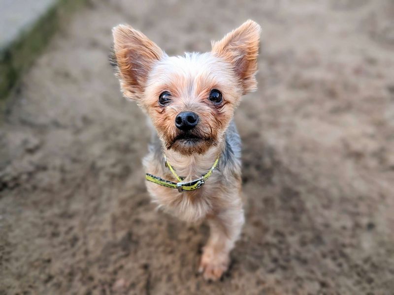 Sunshine - Image 4 of 5