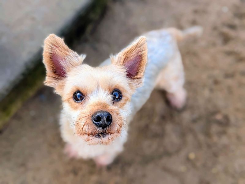 Yorkshire Terrier for adoption in Cardiff, Glamorgan – 8 years old - Image 4 of 4