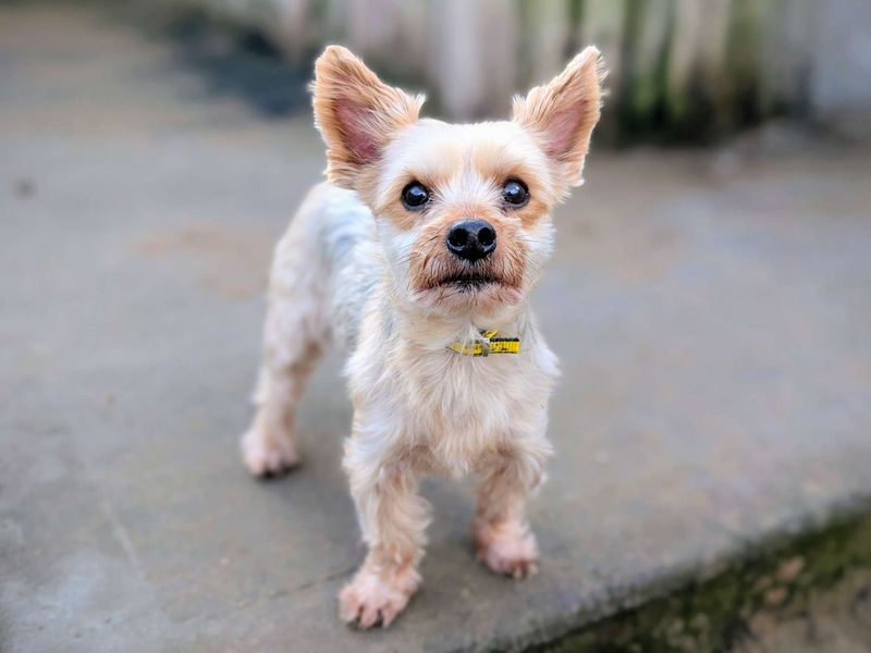 Yorkshire Terrier for adoption in Cardiff, Glamorgan – 8 years old - Image 3 of 4