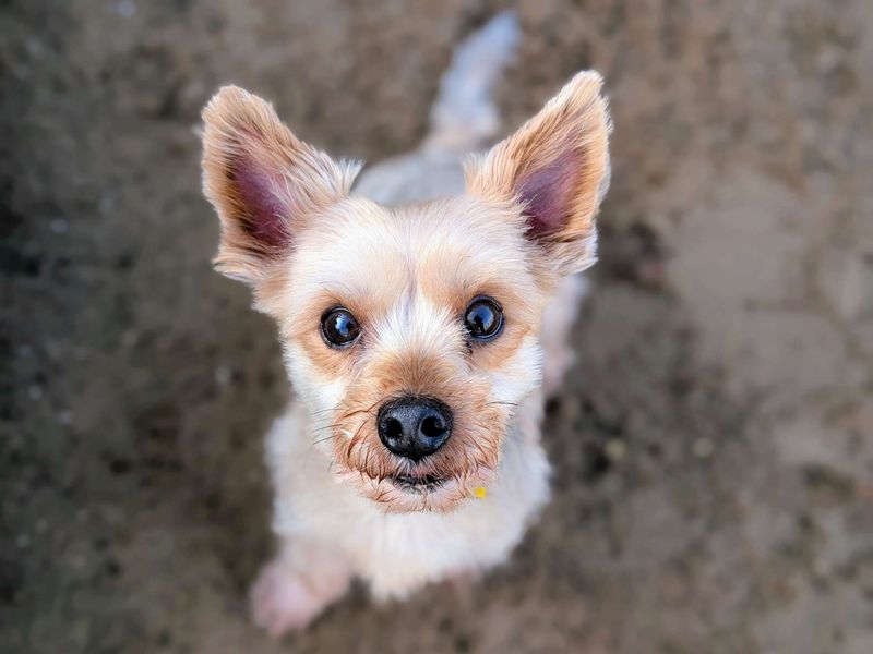 Yorkshire Terrier for adoption in Cardiff, Glamorgan – 8 years old