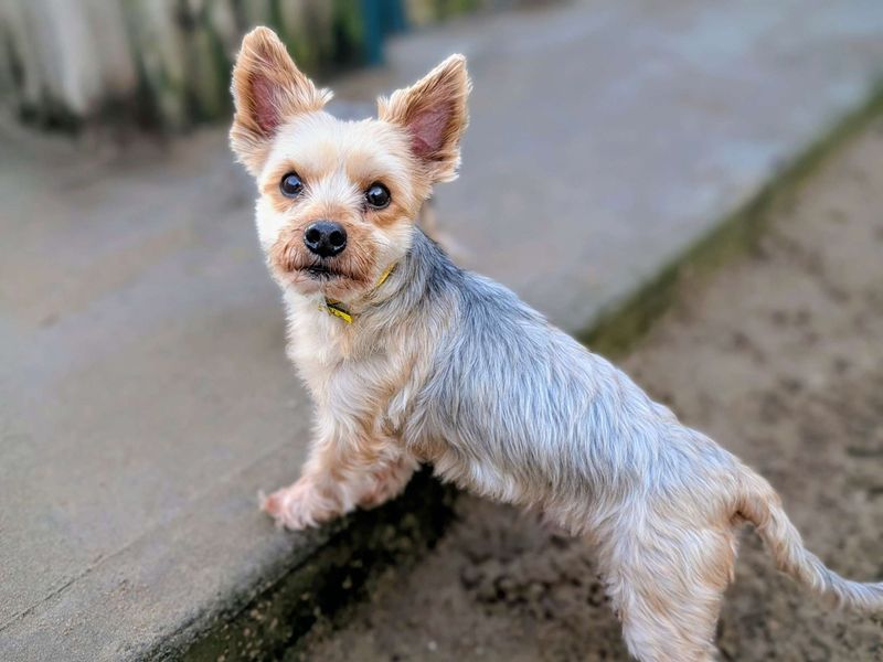 Yorkshire Terrier for adoption in Cardiff, Glamorgan – 8 years old - Image 2 of 4
