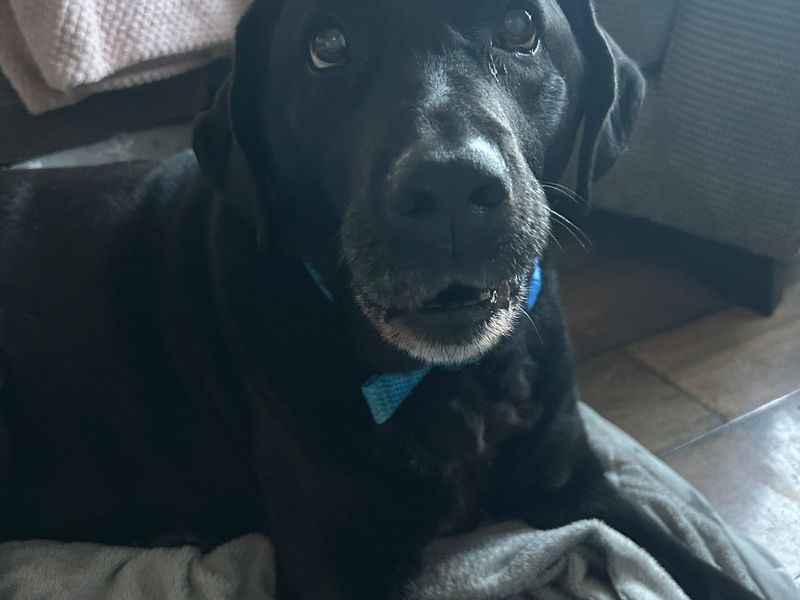 Daphne | Retriever (Labrador) | Loughborough - 1