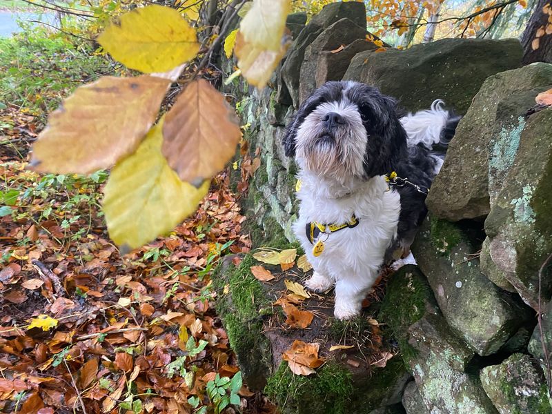 Panda | Lhasa Apso Cross | Cumbria - 1