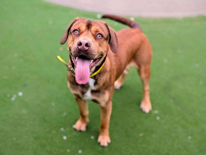 Skippy | Terrier (Staffordshire Bull) Cross | Cardiff - 1