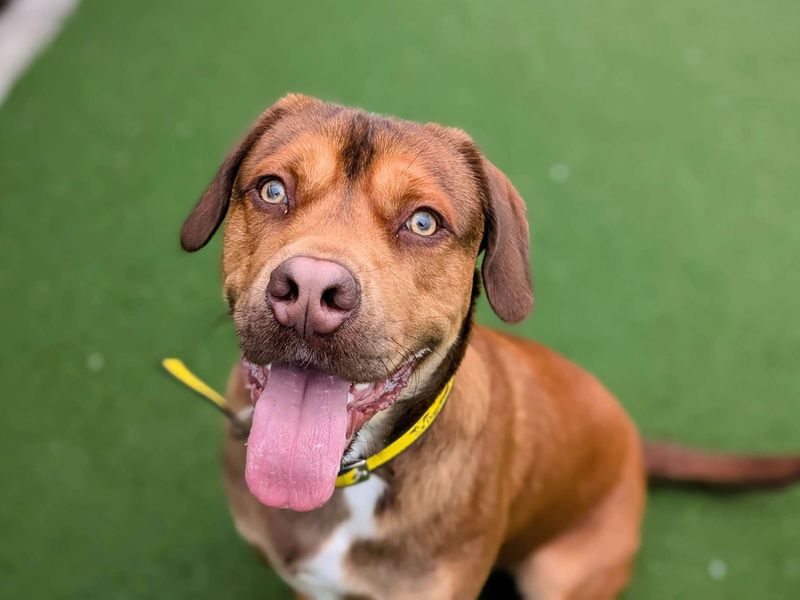 Beagle for adoption in Cardiff, Glamorgan – 10 months old - Image 4 of 5