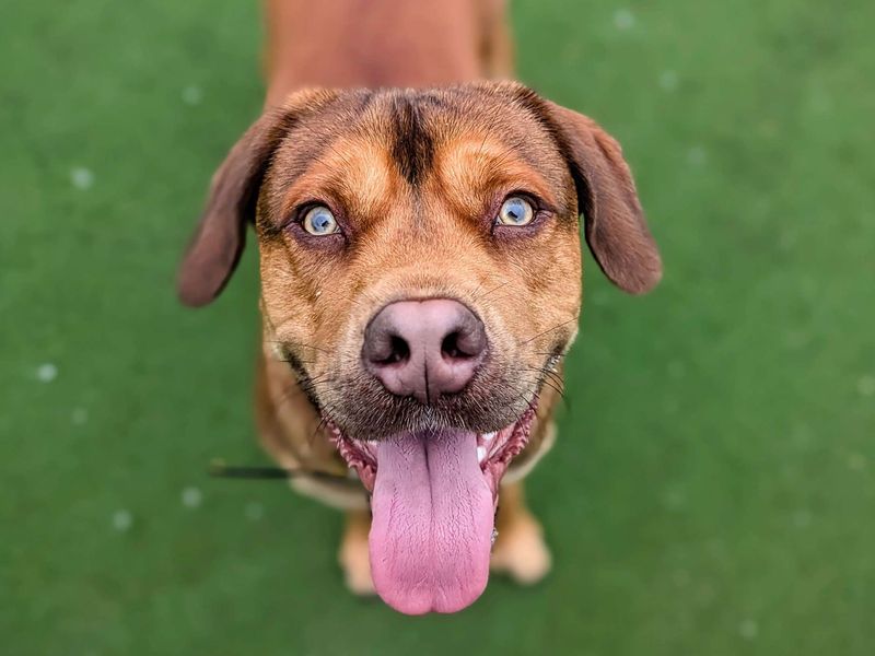 Beagle for adoption in Cardiff, Glamorgan – 10 months old - Image 2 of 5
