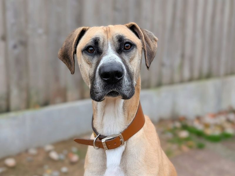 Stanley - Image 4 of 5