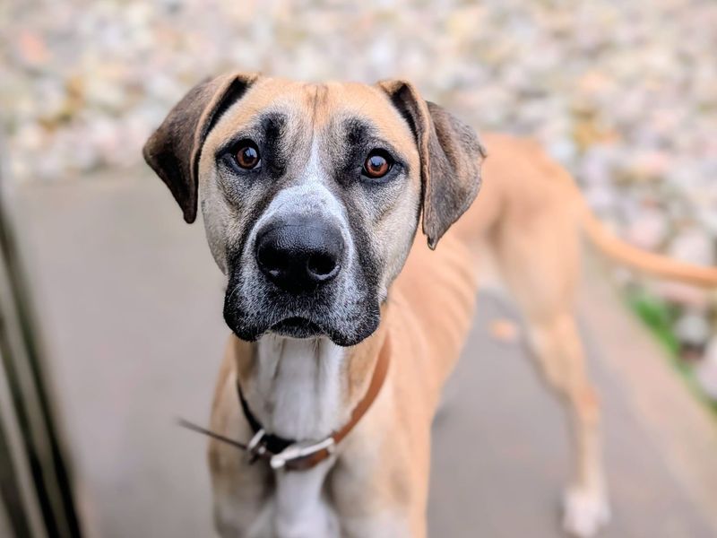 Stanley - Image 3 of 5