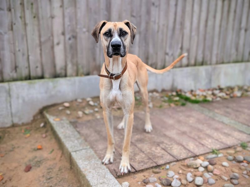 Stanley - Image 5 of 5