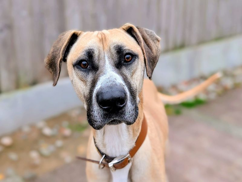 Stanley - Image 2 of 5