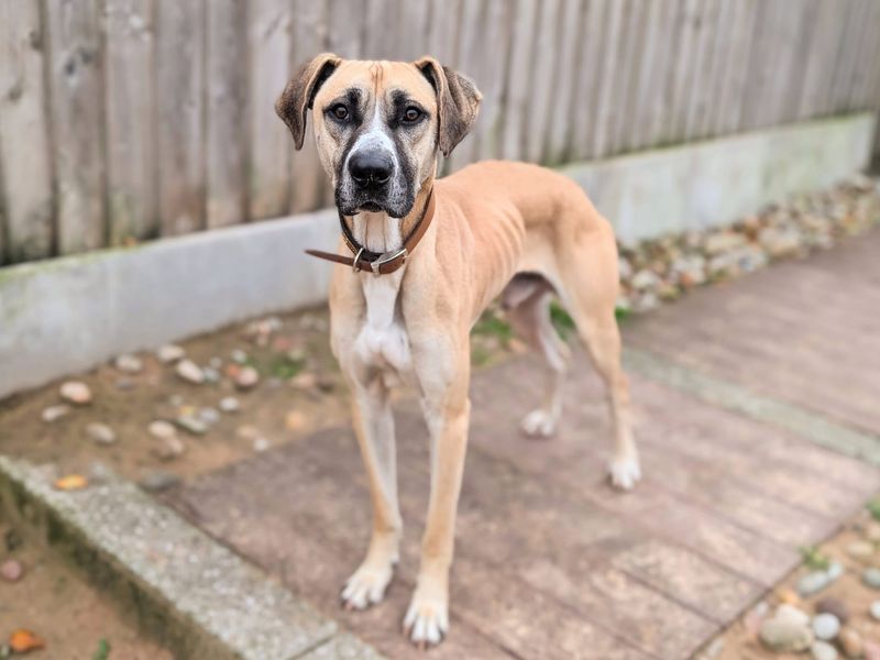 Staffordshire Bull Terrier for adoption in Cardiff, Glamorgan – 4 years old