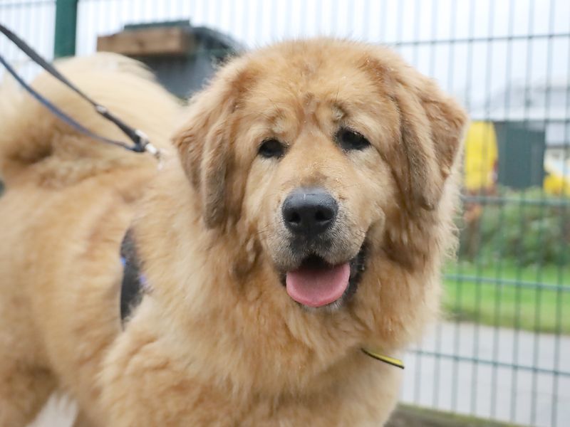 Moana | Tibetan Mastiff Cross | Leeds - 1