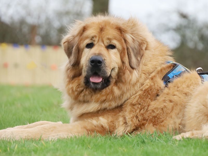 Moana, a 4 years old female Tibetan Mastiff available for adoption from Dogs Trust in West Yorkshire