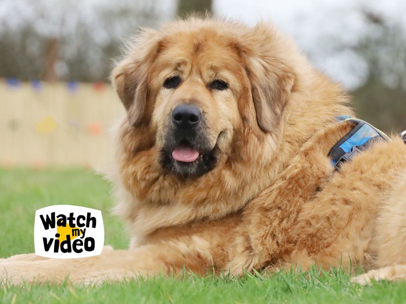 Moana | Tibetan Mastiff Cross | Leeds - 1
