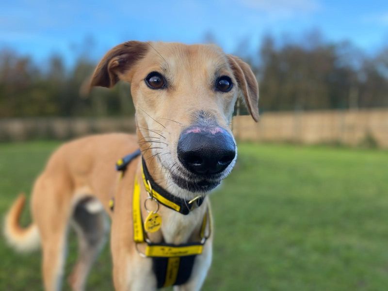 Lucas Longlegs | Saluki | West Calder (Edinburgh) - 1