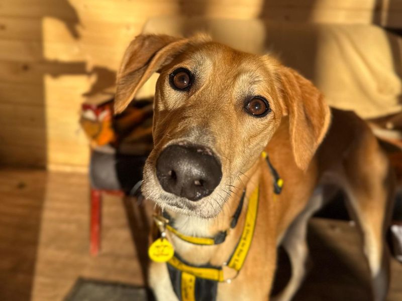Lucas Longlegs | Lurcher | West Calder (Edinburgh) - 1