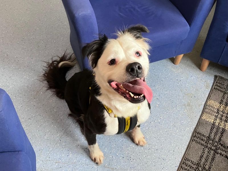 Jessie, a 8 years old female Crossbreed available for adoption from Dogs Trust in West Calder, Scotland