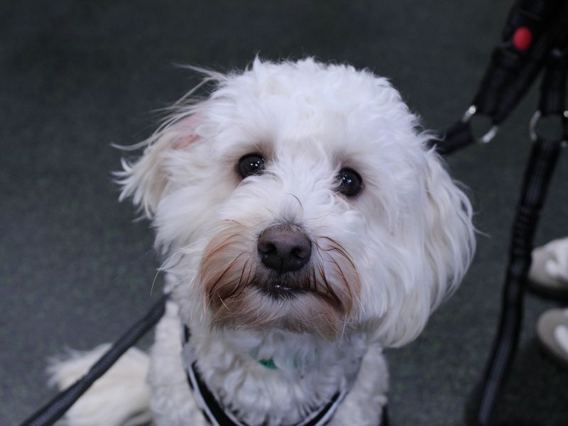 Poodle for adoption in Newbury, Berkshire – 1 year old - Image 4 of 4