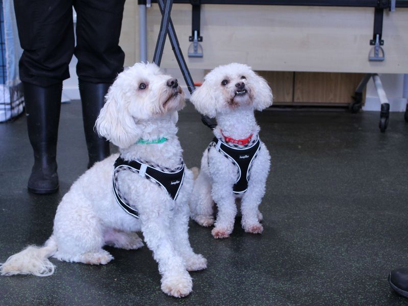 Poodle for adoption in Newbury, Berks – 1 year old