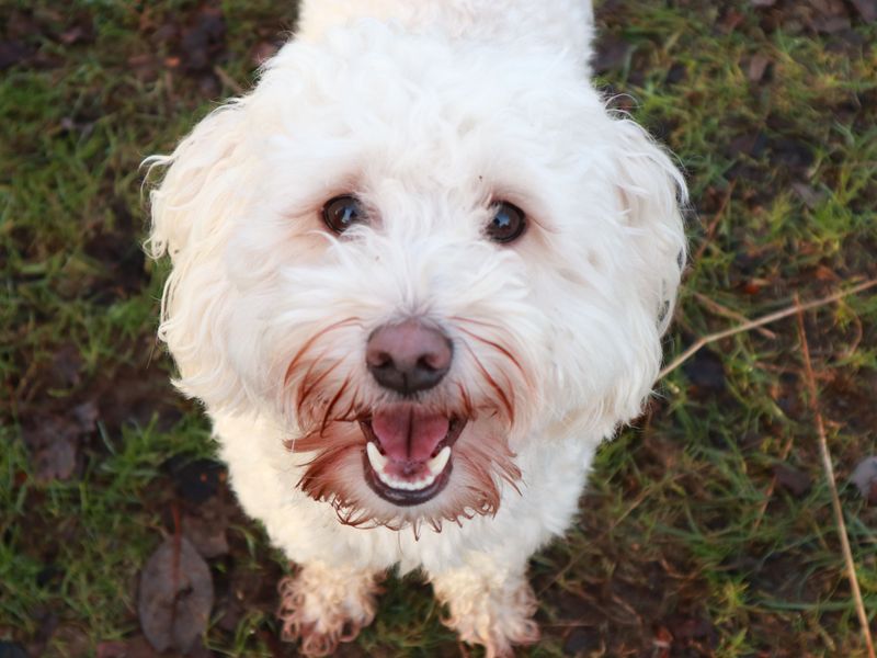 Charlie | Maltese Cross | Harefield West London - 1