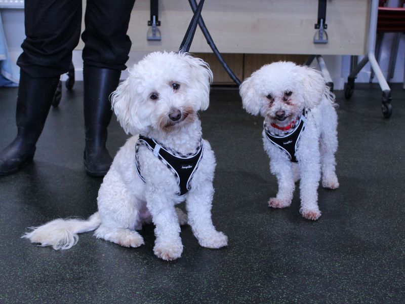 Poodle for adoption in Newbury, Berks – 1 year old