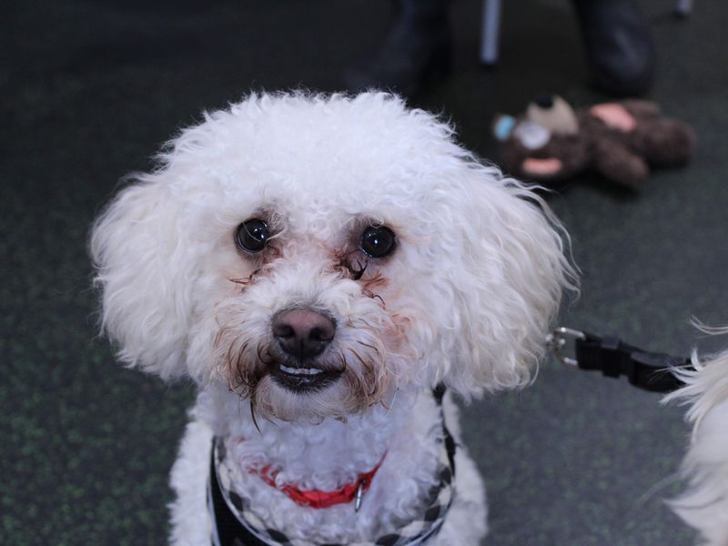 Poodle for adoption in Newbury, Berkshire – 2 years old - Image 4 of 4