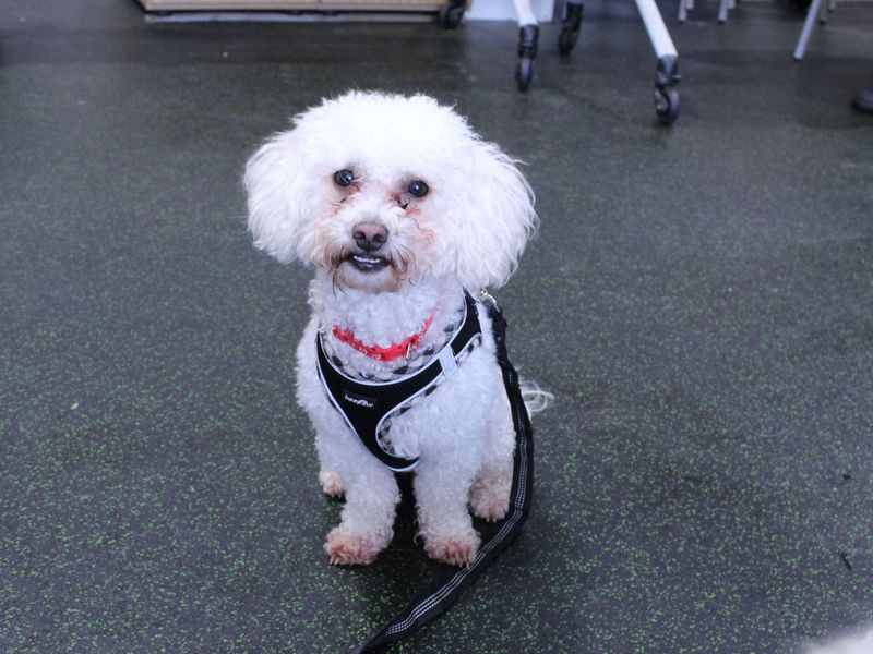 Poodle for adoption in Newbury, Berkshire – 2 years old - Image 3 of 4