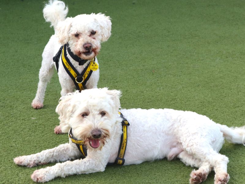 Pluto | Maltese Cross | Harefield West London - 1