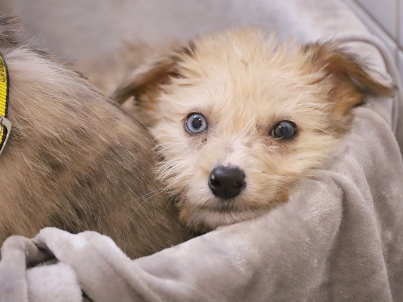 Bunny, a 3 months old female Crossbreed available for adoption from Dogs Trust in Leeds