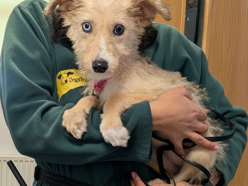 Bunny | Lurcher Cross | Leeds - 1