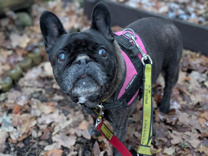 French Bulldog for adoption in West Calder, West Lothian – 11 years old - Image 3 of 3