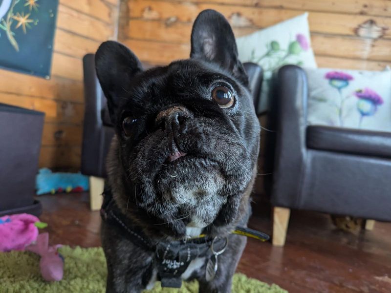 French Bulldog for adoption in West Calder, West Lothian – 11 years old