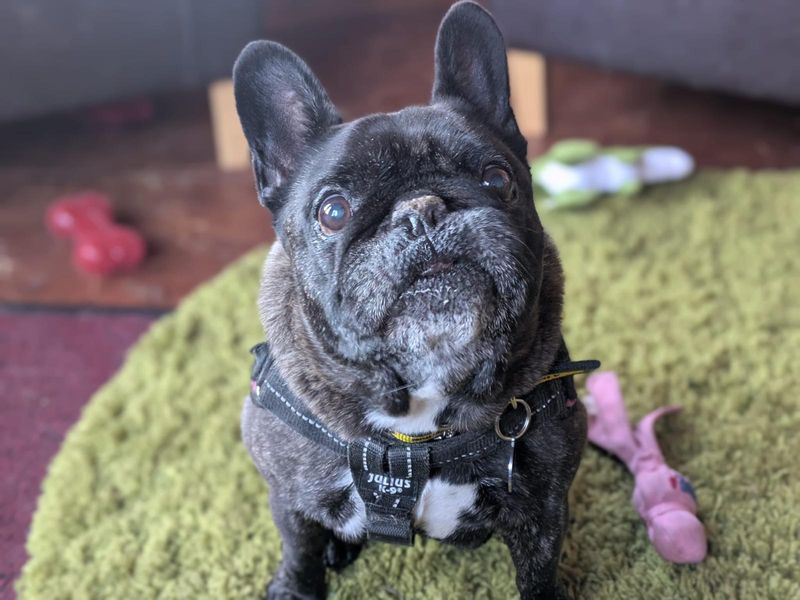French Bulldog for adoption in West Calder, West Lothian – 11 years old - Image 2 of 3