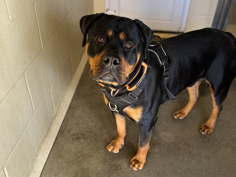 undefined | Rottweiler Cross | undefined - 3