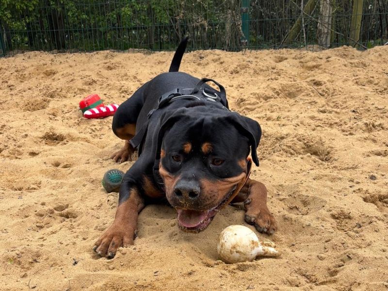 undefined | Rottweiler Cross | undefined - 6