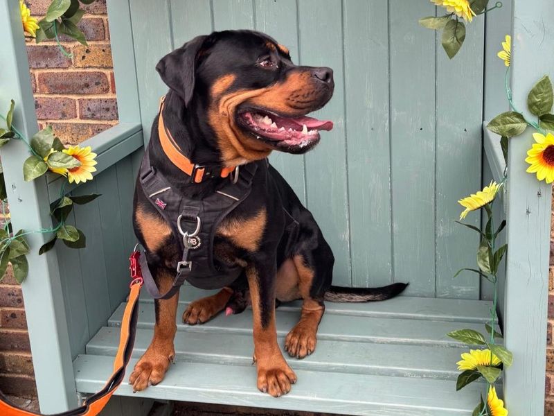 undefined | Rottweiler Cross | undefined - 5